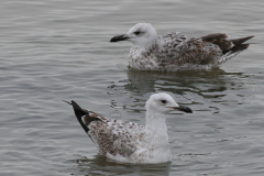 Pontische meeuw, 1e kj. 1  Groningen-kust 17-10-2024