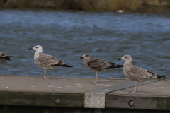 Pontische meeuw, 1e kj. , Kleine mantelmeeuw en Zilvermeeuw  Lauwersoog 10-10-2024
