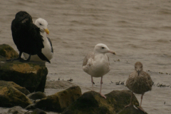 Pontische meeuw, 2e kj.  Groningen-kust 10-9-2024