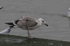 Pontische meeuw, 2e kj.  Groningen-kust 17-10-2024