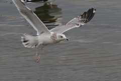 Pontische meeuw, 3e kj. 1  Groningen-kust 17-10-2024