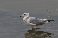 Pontische meeuw, 3e kj.  Groningen-kust 17-10-2024