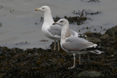 Pontische meeuw, 3e kj. en adult  Groningen-kust 17-10-2024