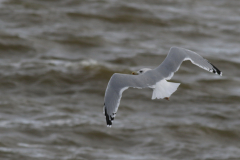 Pontische meeuw, adult 1  Groningen-kust 3-10-2024
