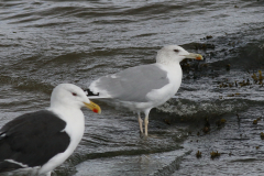 Pontische meeuw, adult en Grote mantelmeeuw  Groningen-kust 3-10-2024