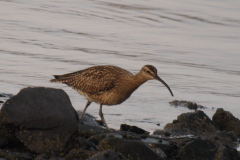 Regenwulp 1  Eemshaven 22-4-2025