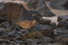 Regenwulp  Eemshaven 22-4-2025