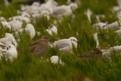 Regenwulp en kokmeeuw  Eemshaven 22-8-2024