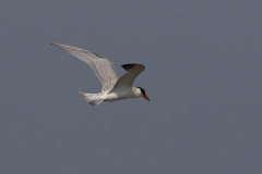 Reuzenstern, 1e kj.  Groningen-kust 6-9-2024