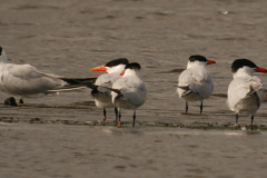Reuzenstern, adult  Zuidlaardermeergebied 16-8-2024