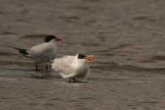 Reuzenstern, adult en 1e kj.  Zuidlaardermeergebied 16-8-2024