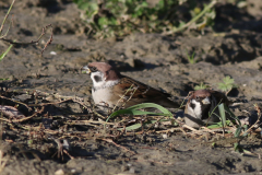 Ringmus 1  Groningen-prov.  3-11-2024