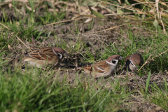 Ringmus 2  Groningen-prov.  3-11-2024