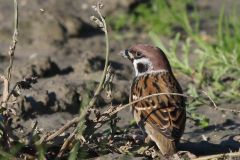 Ringmus  Groningen-prov.  3-11-2024