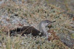 Roodkeelduiker 1  Lauwersoog 22-10-2024