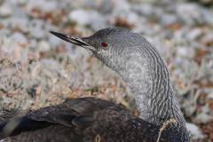 Roodkeelduiker 2  Lauwersoog 22-10-2024