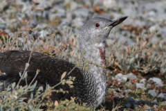 Roodkeelduiker  Lauwersoog 22-10-2024