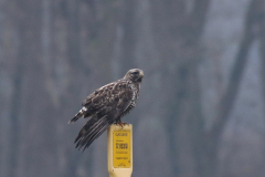 Ruigpootbuizerd, adult ♂  Drenthe 9-1-2025