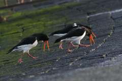 Scholekster 1  Eemshaven 31-1-2025