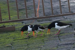 Scholekster  Eemshaven 31-1-2025
