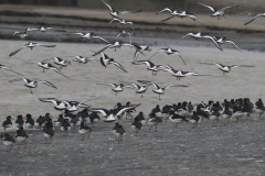 Scholekster  Groningen-kust 31-12-2024