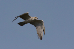 Slangenarend 1-Drenthe 23-6-2024