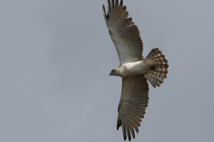 Slangenarend 2-Drenthe 23-6-2024