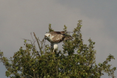 Slangenarend 3-Drenthe 23-6-2024