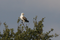 Slangenarend-Drenthe 23-6-2024