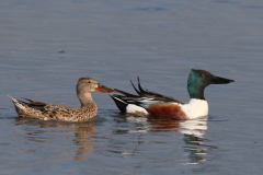 Slobeend, ♂ en ♀  Lauwersmeer 8-5-2025