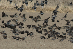 Spreeuw  Groningen-prov. 3-10-2024