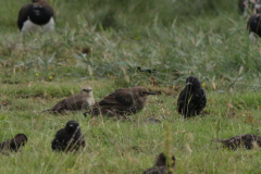 Spreeuw, adult en 1e kj.  Groningen-kust 24-7-2024