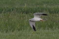 Steppekiekendief, 7e kj. ♂ 2  Groningen-prov. 6-5-2025