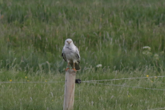 Steppekiekendief, 7e kj. ♂  Groningen-prov. 6-5-2025
