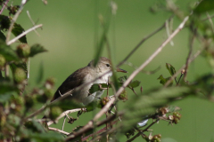 Struikrietzanger 1-Drenthe 25-6-2024