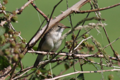 Struikrietzanger-Drenthe 25-6-2024