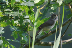 Struikrietzanger-Drenthe 27-6-2024