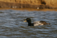 Topper, ♂  Groningen-prov. 17-3-2025