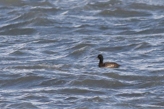 Topper, 2e kj. ♂ 1  Lauwersoog 2-1-2025