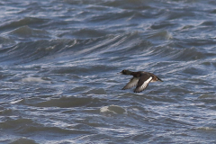 Topper, 2e kj. ♂  Lauwersoog 2-1-2025