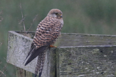 Torenvalk, ♀  Onlanden 24-12-2024