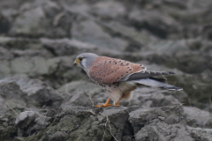 Torenvalk, ♂  Groningen-kust 7-11-2024