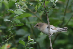 Tuinfluiter  Groningen-prov. 29-5-2024