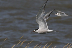 Visdief, adult  Lauwersoog 23-8-2024