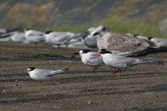 Visdief, adult en Dwergstern  Lauwersoog 23-8-2024