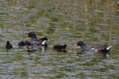 Waterhoen  Groningen-stad 26-8-2024