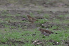 Waterpieper en Graspieper  Lauwersmeer 14-11-2024