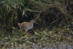 Waterral 1-Zuidlaardermeergebied 18-8-2018