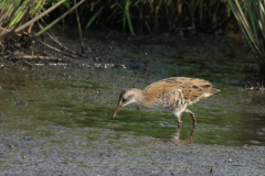 Waterral, 1e kj. 1  Zuidlaardermeergebied 20-8-2017