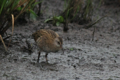 Waterral, 1e kj. 2  Zuidlaardermeergebied 17-8-2017